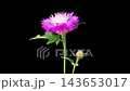 Beautiful Time Lapse of Blossoms Purple Flower of Persian Cornflower. Centaurea Dealbata. Black Background. 4K. 143653017