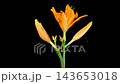Orange Lily Blossoms. Time Lapse of Opening and Wilting Beautiful Orange Lily Flowers. Black Background. 4K. 143653018