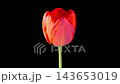 Tulips Blossoms. Beautiful Timelapse of Red Tulip Flower Blooming on Black Background. 4K. 143653019