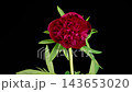 Red Peony Blossoms. Time Lapse of Beautiful Red Peony Flowers Blooming on Black Background. 4K. 143653020