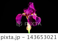 Iris Blossoms. Blooming Red Yellow Iris Flower on Black Background. Time Lapse. 4K. 143653021