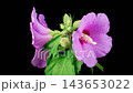 Hibiscus Blossoms. Opening Beautiful Pink Hibiscus Flowers on Black Background. Time Lapse. 4K. 143653022