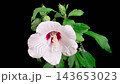 Hibiscus Blossoms. Opening Beautiful White Hibiscus Flowers with Insects on Black Background. Time Lapse. 4K. 143653023