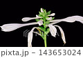 White Hosta Plantaginea Blossoms. Time Lapse of Opening and Wilting Beautiful White Hosta Plantaginea Flowers. Black Background. 4K. 143653024