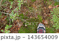 POV of person hiking through autumn forest and stepping on moss covered rocks. Outdoor adventure, nature exploration and hiking 143654009