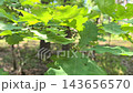 Sunlight filters through lush green oak leaves as a soft breeze creates a tranquil atmosphere. The calmness of nature is captured beautifully in this peaceful woodland. 143656570