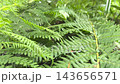 A tranquil view reveals vibrant ferns swaying softly in a gentle breeze. Sunlight filters through greenery, enhancing the serene atmosphere. Nature displays its beauty in stillness. 143656571