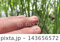 Mosquitoes, in a lush green setting, are shown as they land on a person's hand. Their activity highlights the danger they pose in spreading diseases like malaria, dengue fever, and the Zika virus. 143656572
