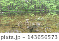 Nature unfolds at a peaceful forest pond where leaves reflect softly on the still water. Observations reveal subtle changes in light and the surrounding greenery. 143656573