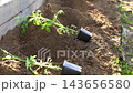 A gardener enriches the soil with fertilizer to create a nourishing bed for tomato seedlings. The process ensures optimal growth in a sunlit garden, enhancing the soil's nutrients for vibrant plants. 143656580