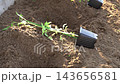 Soil is enriched with fertilizer to create an ideal environment for planting tomato seedlings. This process ensures robust growth and plentiful harvests in a garden setting. 143656581