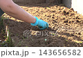 In a sunlit garden, hands diligently remove weeds from the soil, nurturing the garden beds. The process reveals the potential for vibrant growth and flourishing plants. 143656582