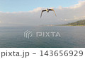 Aerial View of Seagulls Flying Over the Black Sea in Batumi, Georgia 143656929