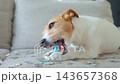 Jack Russell terrier chewing a party blower while lying on a sofa covered with confetti. Funny pets and dog birthday celebration 143657368