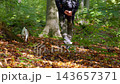 Person walking with Jack Russell terrier in autumn forest. Dog walking, outdoor recreation and spending time in nature 143657371