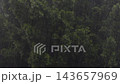 Heavy rain with trees in background, stormy weather, falling rain drops, no people 143657969