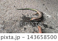 Madeira wall lizards drinking water from a small puddle on the concrete ground. 143658500