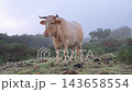 A horned beige cow stands calmly in a misty rural pasture beneath an overcast sky. 143658554
