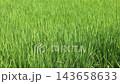 夏の稲穂 143658633