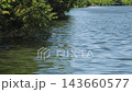Trees growing along the riverbank 143660577