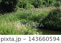 A landscape along the Inagawa River covered with reeds. 143660594