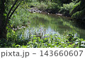 Vegetated river landscape 143660607