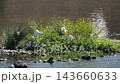 A flock of little egrets resting by the river. 143660633