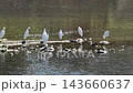 A flock of little egrets resting by the river. 143660637