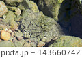A school of small fish swimming along the Inagawa River 143660742