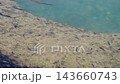 一群小魚沿著稻川河遊動 143660743