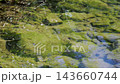 A school of small fish swimming along the Inagawa River 143660744