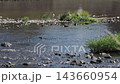 A scene along the Inagawa River where a flock of little egrets rests. 143660954