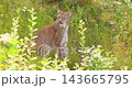 Lynx sitting in tall grass then walking through forest undergrowth 143665795
