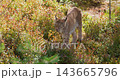 Lynx walking and sitting in a colorful late summer forest in Scandinavia 143665796