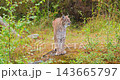 Lynx standing and sitting on mossy rock in Scandinavian forest during late summer 143665797