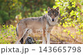 Gray wolf standing in a sunlit Scandinavian forest during late summer 143665798