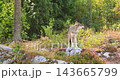 Wolf standing on rocky terrain in a sunlit forest clearing 143665799