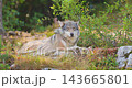 Gray wolf resting in a forest during late summer in Nordic wilderness 143665801