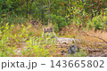 Gray wolf resting in a forest clearing during late summer with autumn foliage and green undergrowth in Scandinavia 143665802