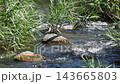 Common sandpiper performing courtship behavior 143665803