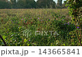 Wildflower Field with Green Foliage in Foreground Wide Shot 143665841
