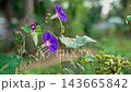 Purple Morning Glory Flowers Swaying Gently in Breeze Close Up 143665842