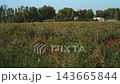 Wildflower Meadow with Green Trees Under Blue Sky Wide Shot 143665844