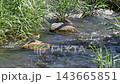 Common sandpiper inhabiting the Inagawa River 143665851