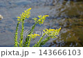 Goldenrod flowers blooming on the riverbank 143666103