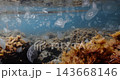 Dense bloom of translucent jellyfish drifting above an algae covered seabed in sunlit coastal waters. High quality 4k footage 143668146