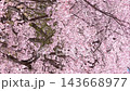 [Vertical video] Cherry blossoms fluttering in the wind, petals of fully bloomed cherry blossoms scattered by the wind. 143668977
