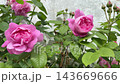 Delicate pink roses in garden 143669666