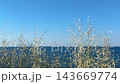 Grass wild oat on sea shore against blue sky. 143669774