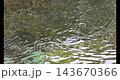 Beaver Swimming in Creek Street Water in Ketchikan Alaska 4K 143670366